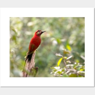 Crimson-mantled woodpecker exotic bird Posters and Art